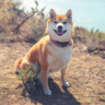 PoramonovBeast